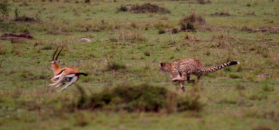 Gepard bei der Jagd, Masai Mara