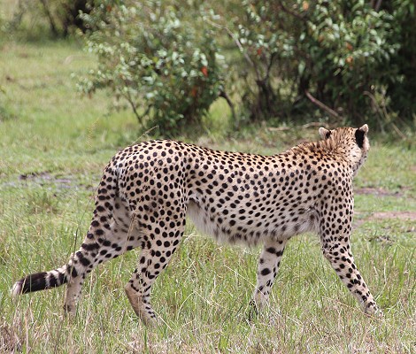 Gepard, Weibchen, Nariku, Masai Mara