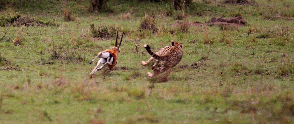 Gepard bei der Jagd, Masai Mara
