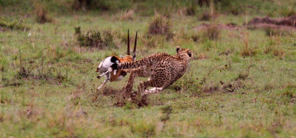 Gepard bei der Jagd, Masai Mara