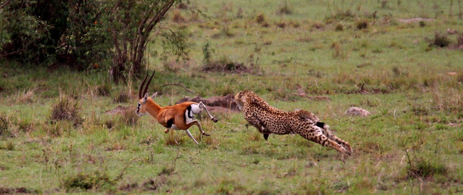 Gepard bei der Jagd, Masai Mara