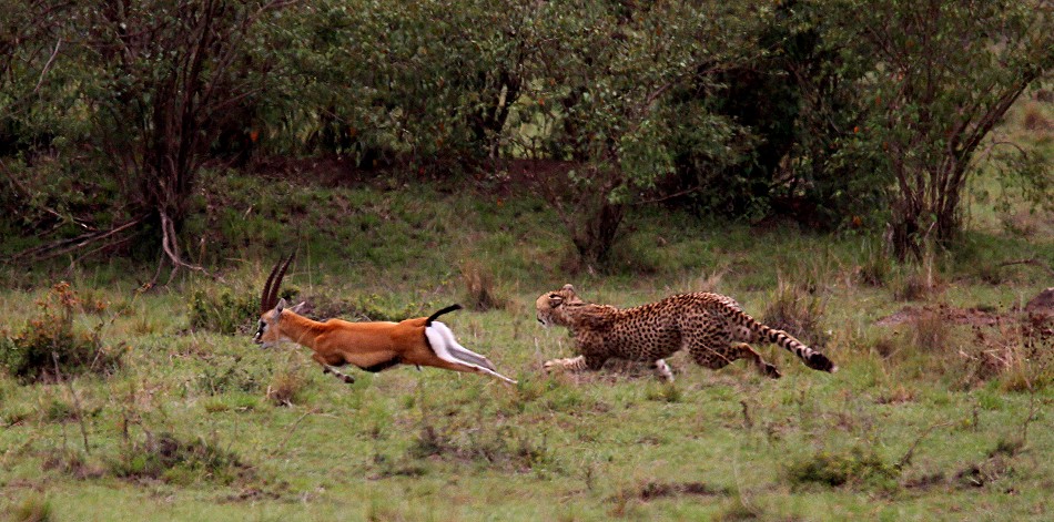 Gepard bei der Jagd, Masai Mara