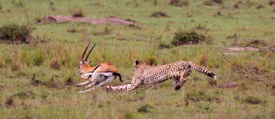 Gepard bei der Jagd, Masai Mara