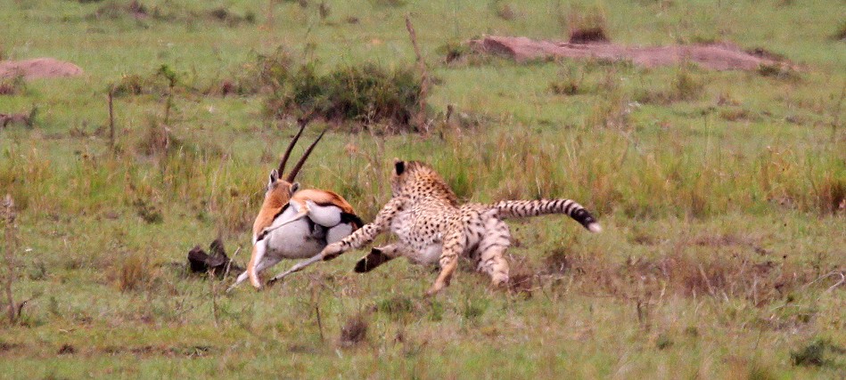 Gepard bei der Jagd, Masai Mara