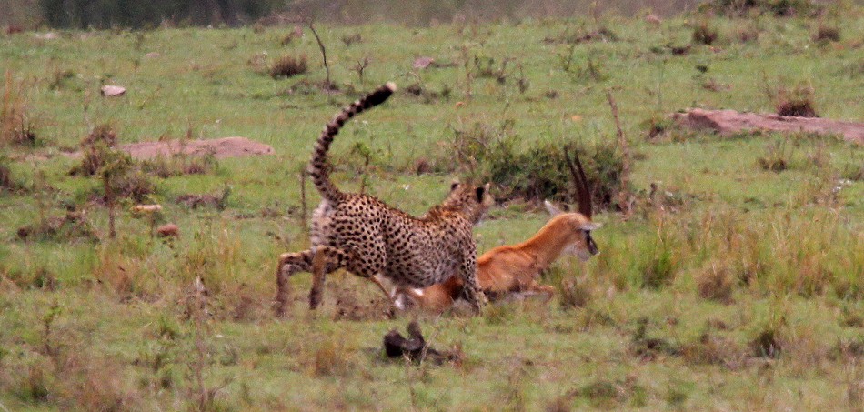 Gepard bei der Jagd, Masai Mara