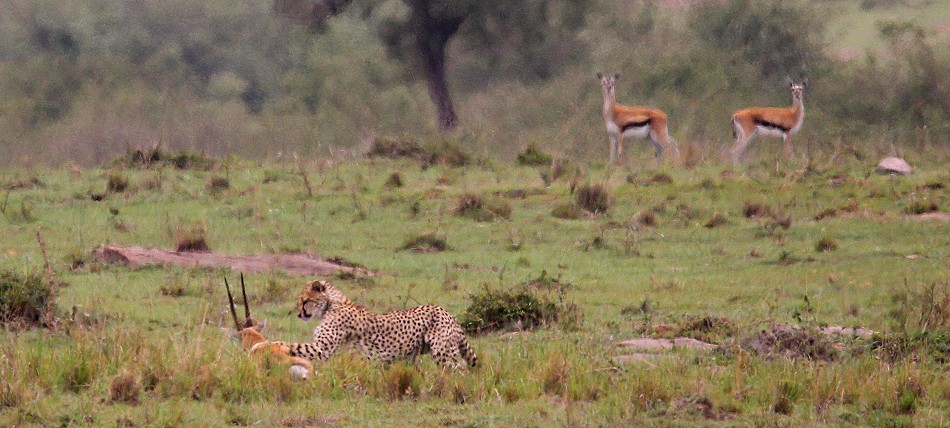 Gepard bei der Jagd, Masai Mara