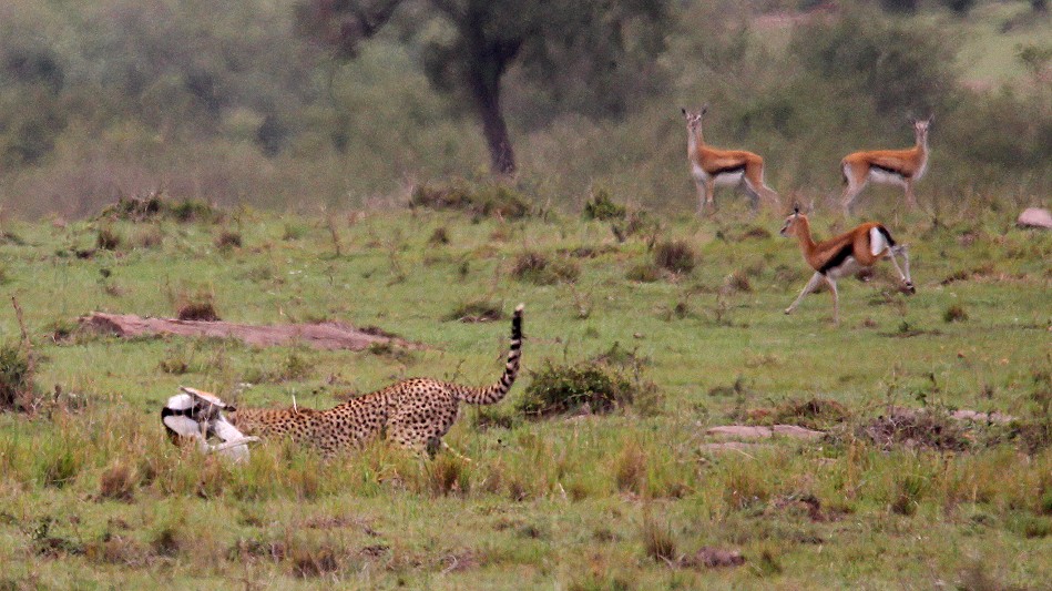 Gepard bei der Jagd, Masai Mara