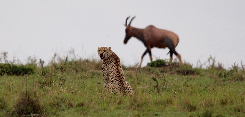 Hyänen stehlen Beute von Geprad, Masai Mara