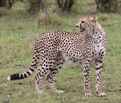 Gepard, Weibchen, Nariku, Masai Mara
