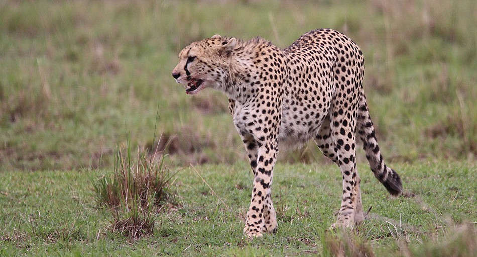 Hyänen stehlen Beute von Geprad, Masai Mara