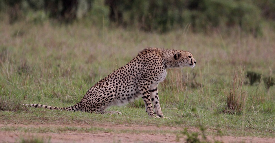 Gepard bei der Jagd, Masai Mara
