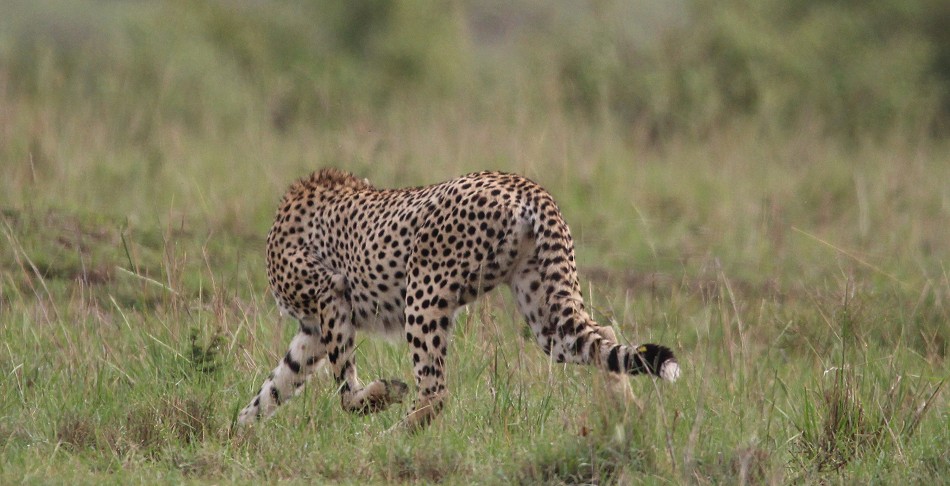 Gepard bei der Jagd, Masai Mara