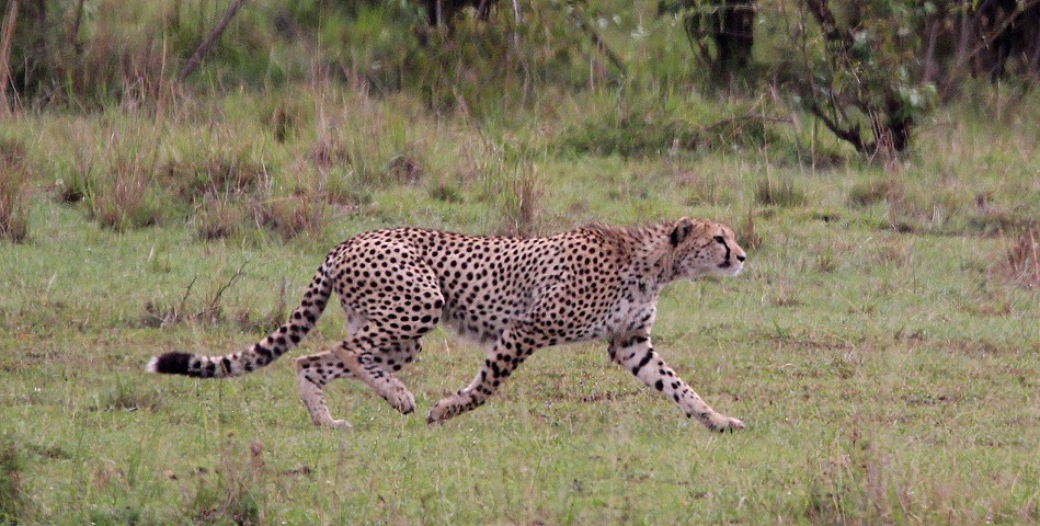 Gepard bei der Jagd, Masai Mara