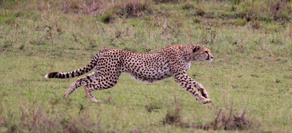 Gepard bei der Jagd, Masai Mara