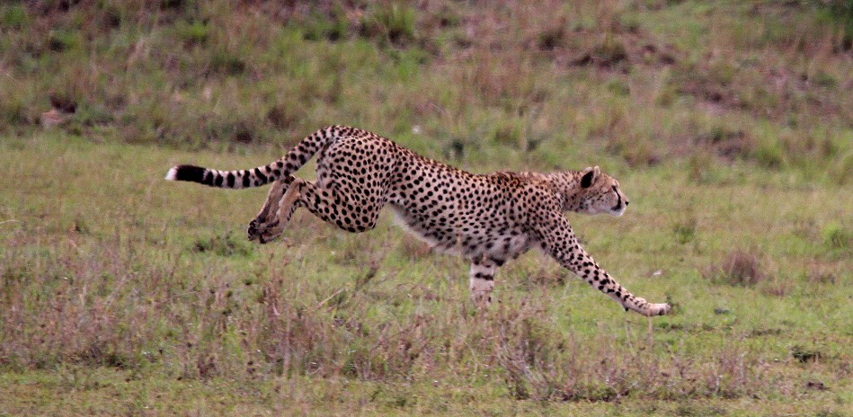 Gepard bei der Jagd, Masai Mara