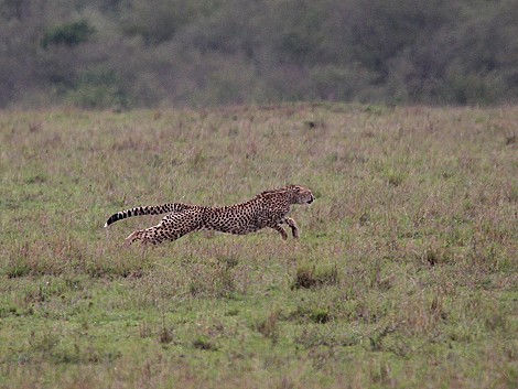 Gepard bei der Jagd, Masai Mara