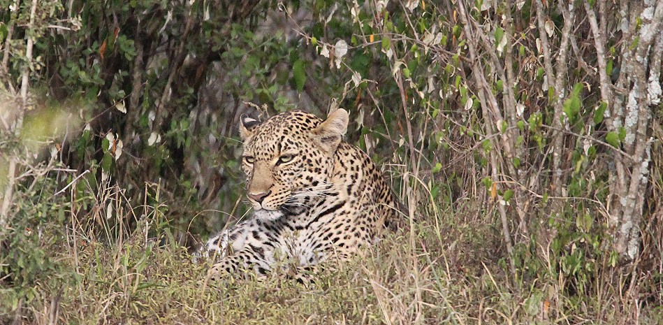 jagende Löwen in der Masai Mara