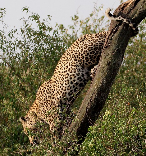 Leopard