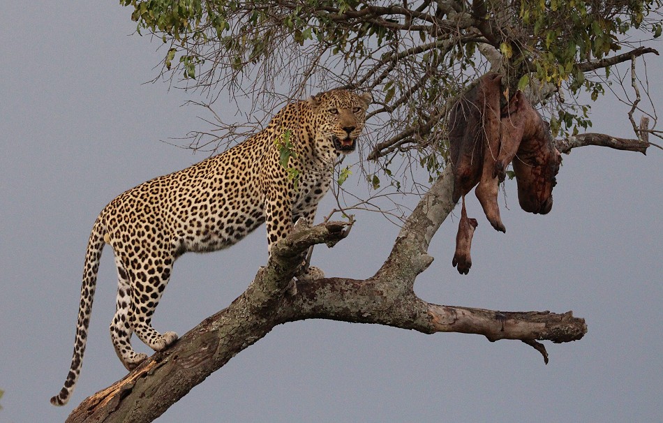 Leopard mit Flusspferd Kalb als Beute
