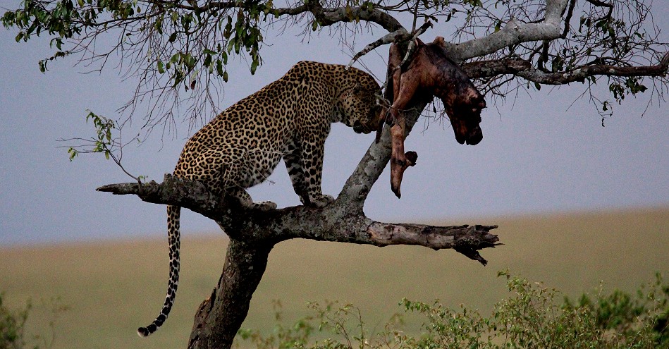 Leopard mit Flusspferd Kalb als Beute
