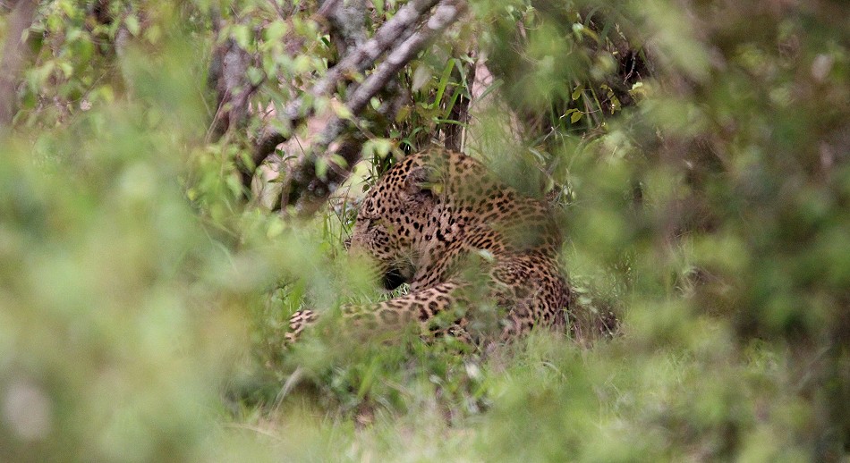 Leopard Lorkorgol, Männchen