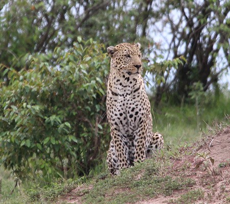 Leopard auf der Pirsch, Lorkorgol