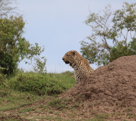 Leopard auf der Pirsch, Lorkorgol