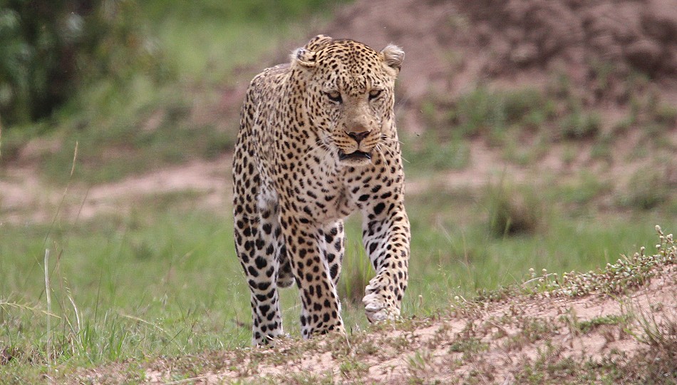 Leopard auf der Pirsch, Lorkorgol