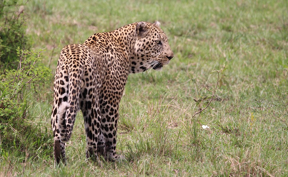 Leopard auf der Pirsch, Lorkorgol