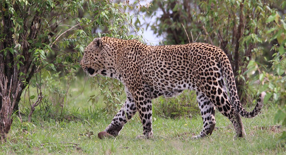 Leopard auf der Pirsch, Lorkorgol