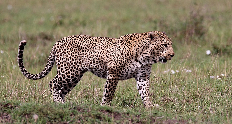 Leopard auf der Pirsch, Lorkorgol