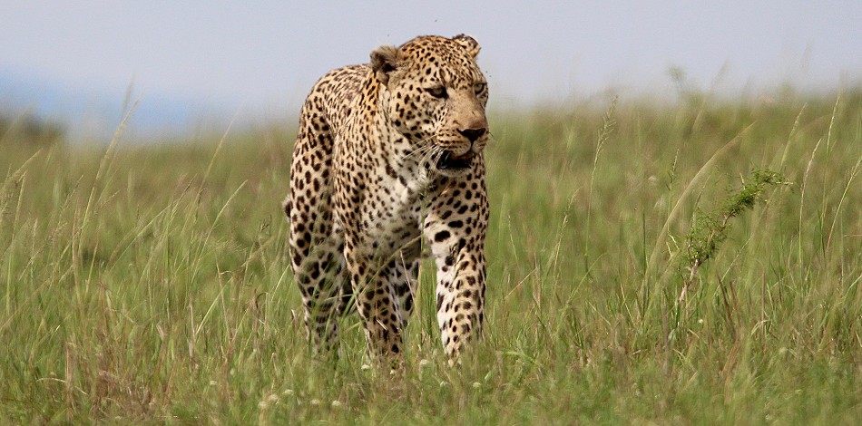 Leopard auf der Pirsch, Lorkorgol