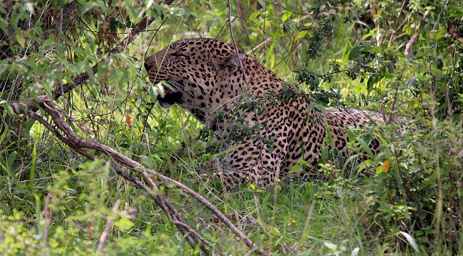 Leopard in der Masai Mara