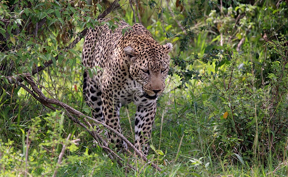 Leopard in der Masai Mara