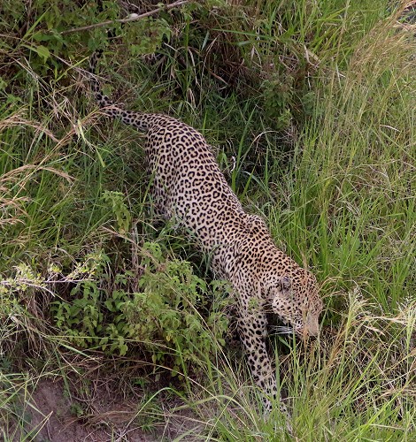 Leopard in der Masai Mara