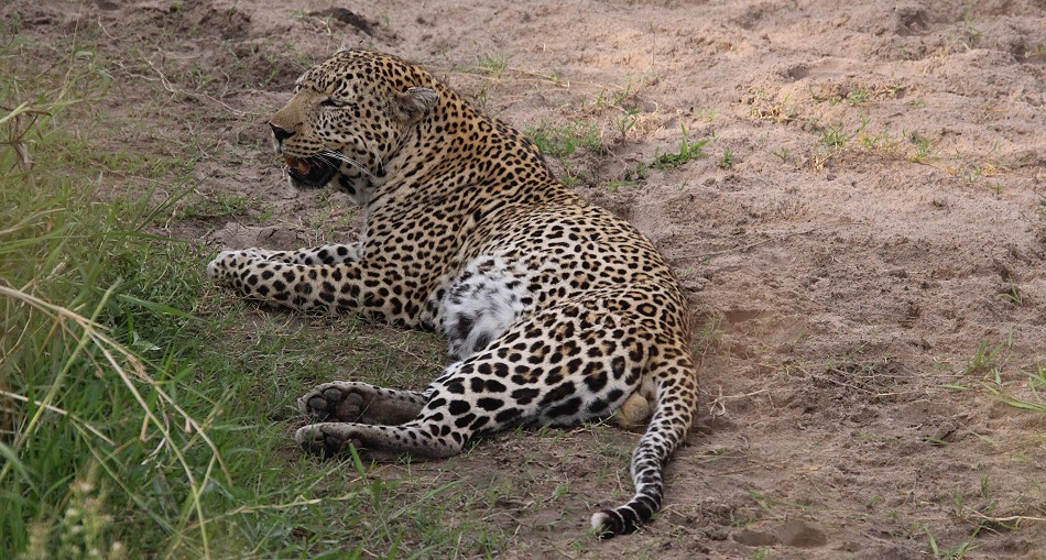 Leopard in der Masai Mara