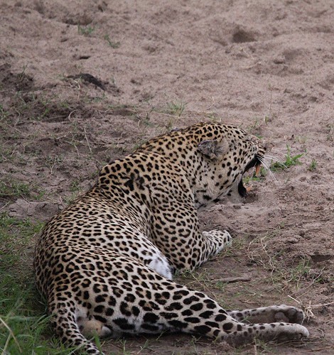 Leopard contra Hyänen