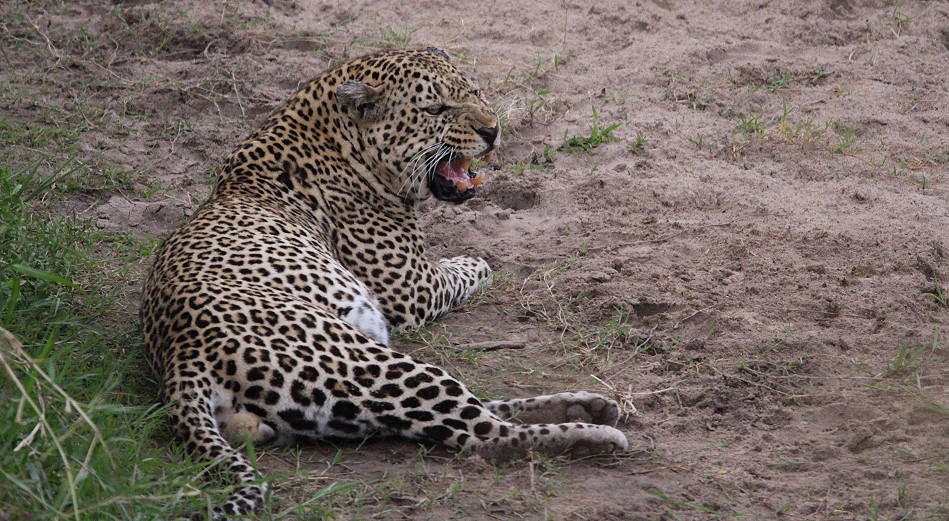 Leopard contra Hyänen