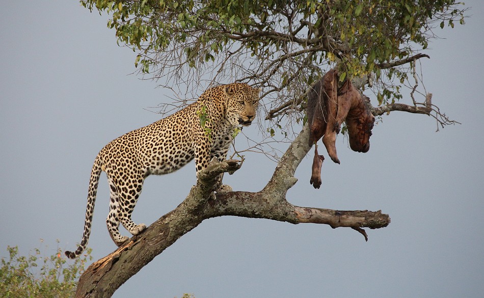 Leopard contra Hyänen