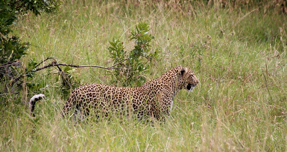Leopard, Luluka Masai Mara
