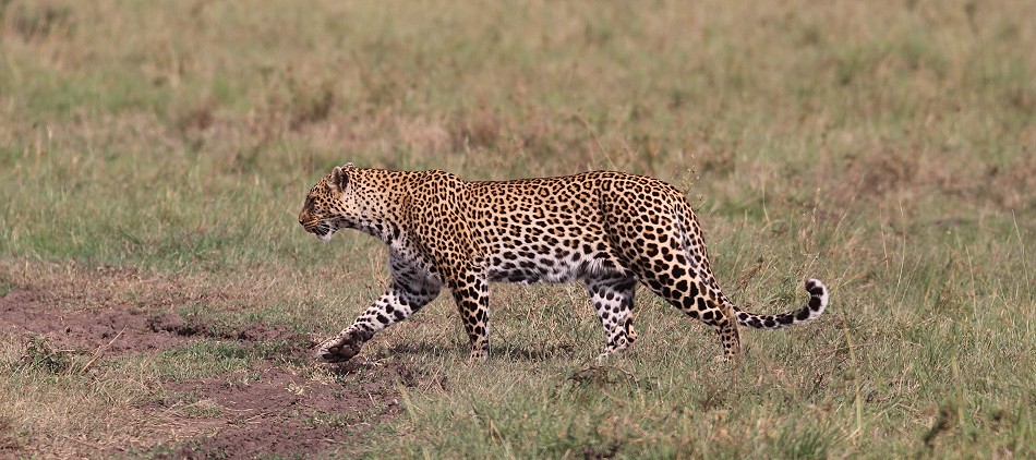 Leopard, Luluka
