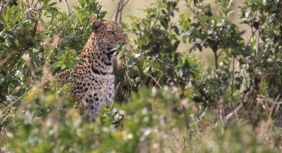 Leopard, Luluka