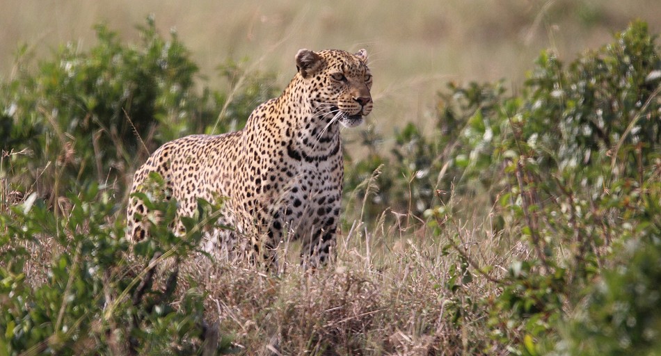 Leopard, Luluka