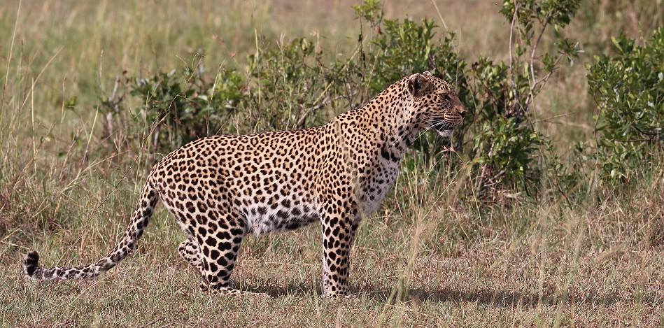 Leopard, Luluka