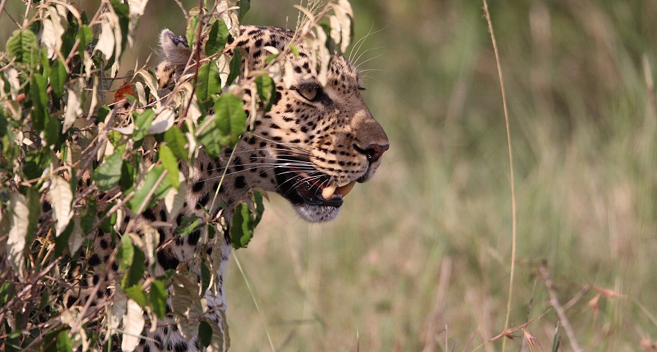 Leopard, Luluka