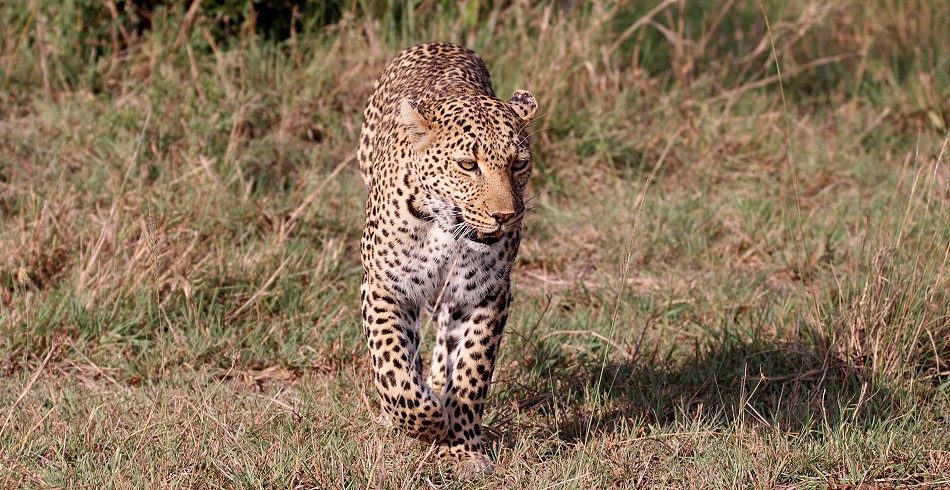 Leopard, Luluka