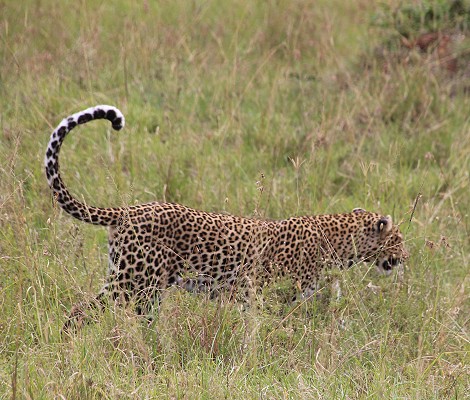 Leopard, Luluka Masai Mara