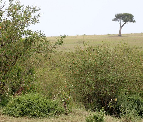 Leopard, Luluka Masai Mara