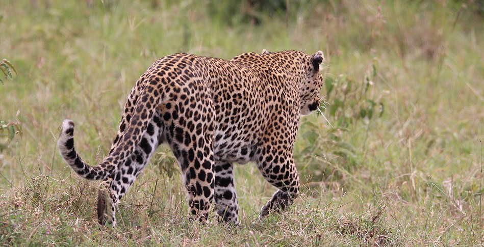Leopard, Luluka Masai Mara