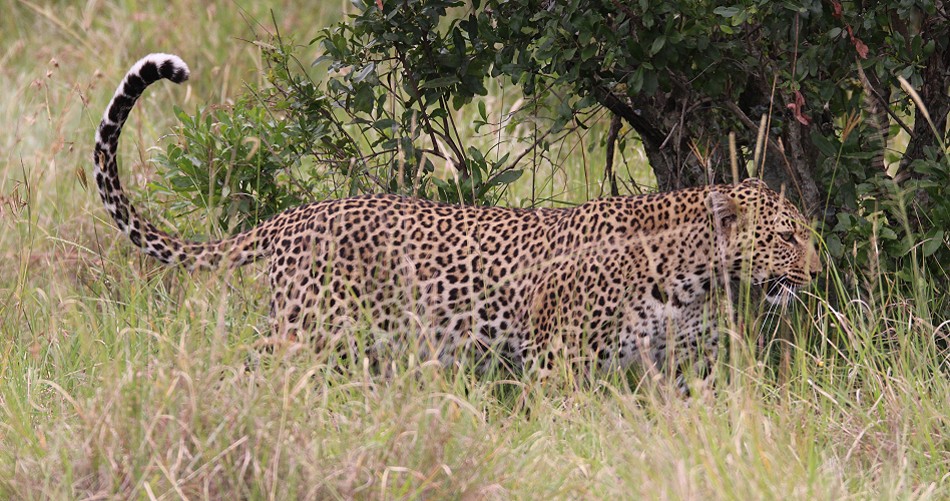 Leopard, Luluka Masai Mara